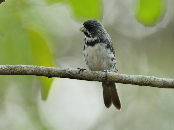<h3><a href="/trips/salesopolis-2014/biota/animalia/chordata/aves/040 passeriformes/127 thraupidae/sporophila caerulescens/sporophila caerulescens-nl.html">Sporophila&nbsp;caerulescens</a> / Double‑collared&nbsp;seedeater / Witbaarddikbekje</h3>NIKON D7100 met AF-S Nikkor 300mm f/2.8G IF-ED VR II, 1/200 sec  bij F4.8, ISO 400, afstand 11.8&nbsp;m
